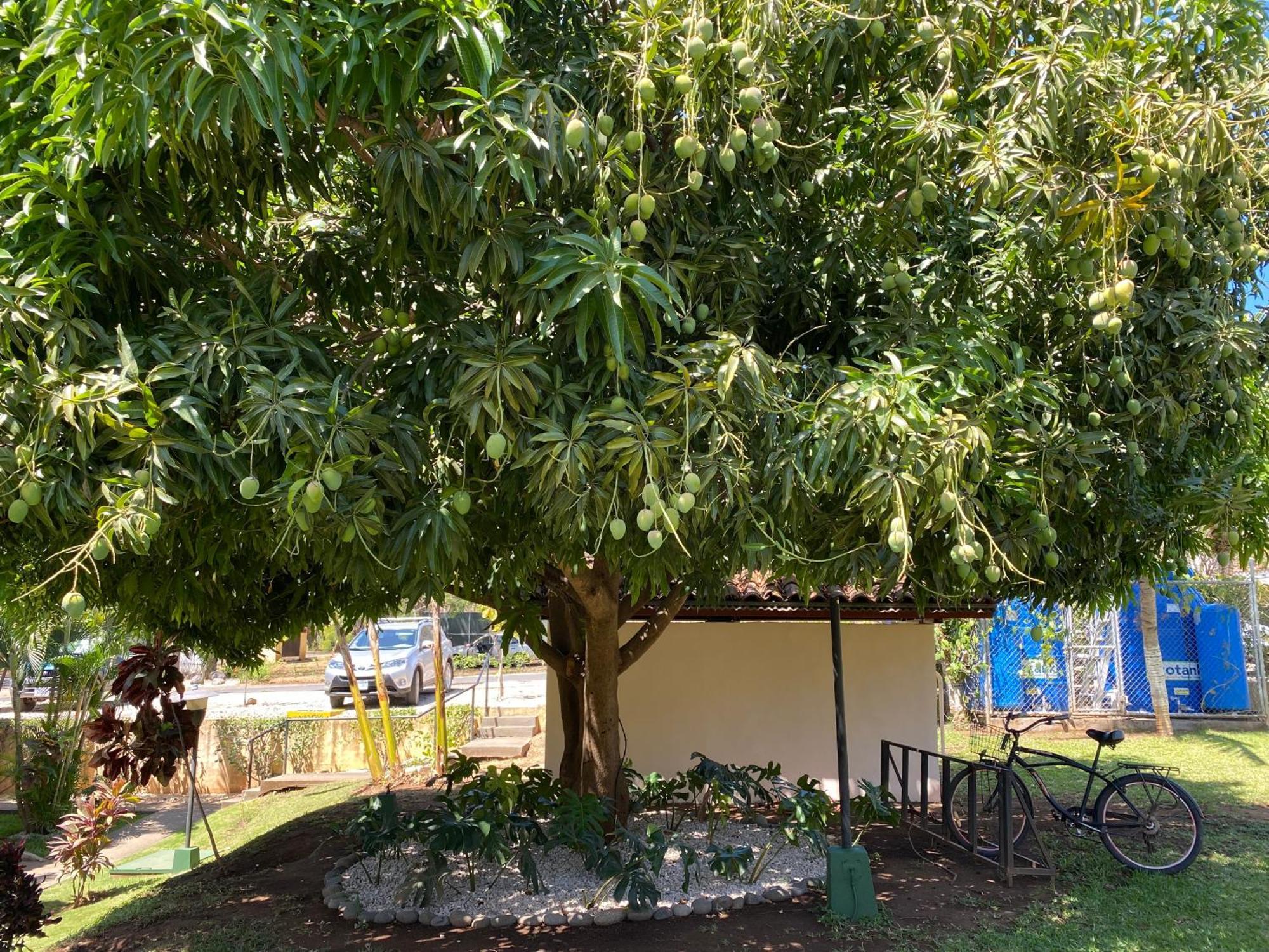 Tucan Studio Ocotal Coco Oda fotoğraf